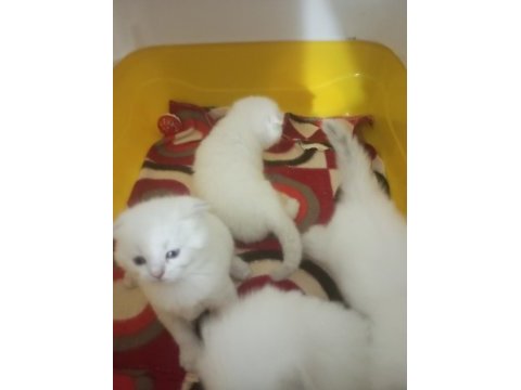 Orjinal blue point top kafa mavi gözlü kediler
