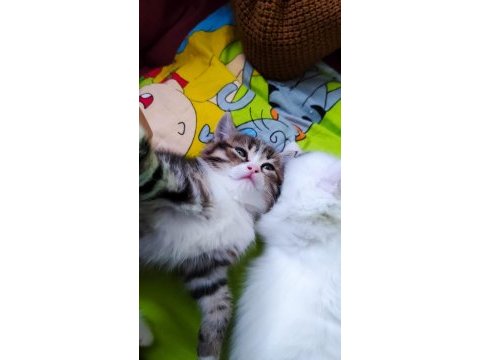 British shorthair kedilerimiz