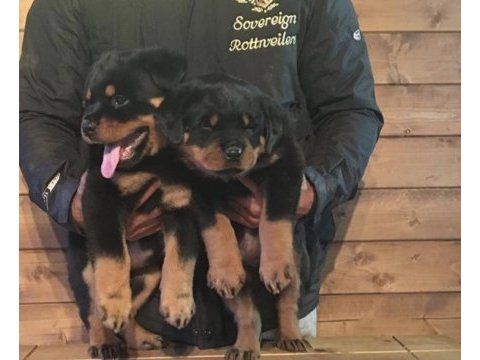 Rotweiller safkan