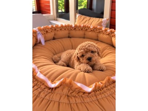Toypoodle üst kalite bebekler 