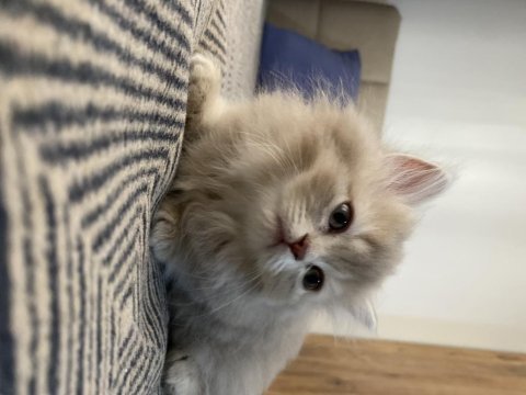 British longhair