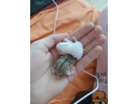 Gonzales hamster