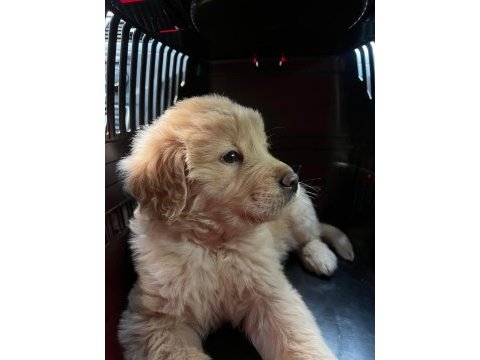 Çok acil 2 aylık harika golden retriever yavrumuz