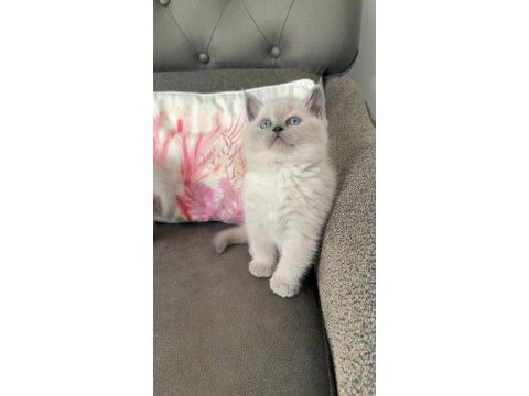 Mükemmel british shorthair bebekler