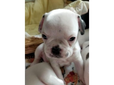 45 günlük french bulldog yavruları