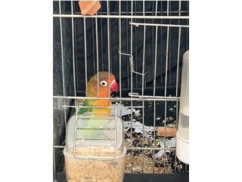 Cennet papağanı için ulaşın