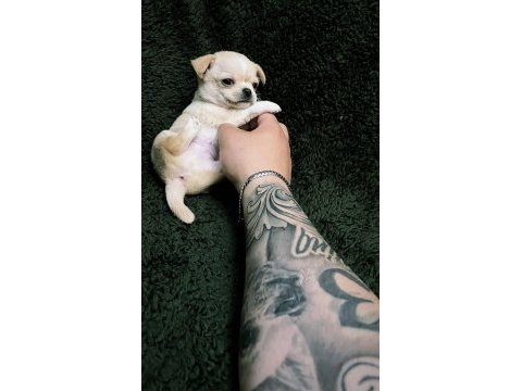 İzmir teacup erkek chihuahua