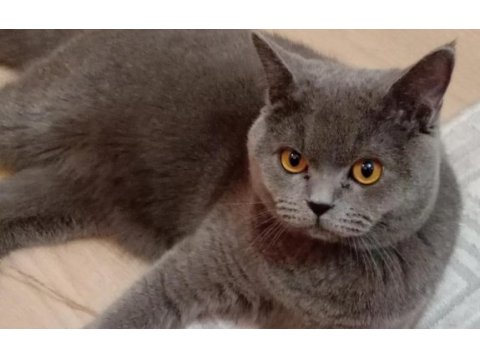 British shorthair