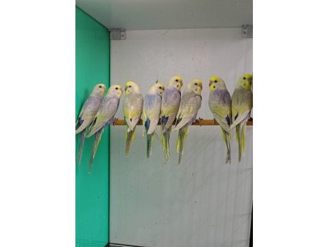 Rainbow muhabbet kuşu yavruları