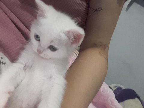 Yavru british longhair kedimiz