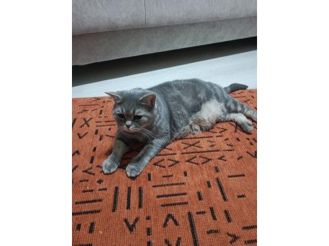British shorthair 5 yaşında