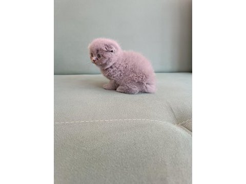 Adana erkek scottish fold 1.5 aylık