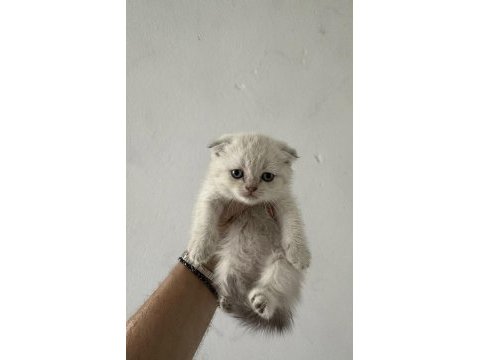 Safkan british shorthair yavrularımız