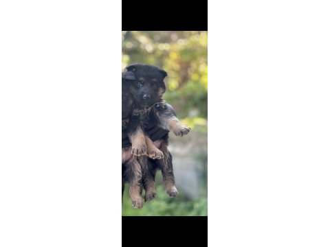 Safkan ömür boyu ırk garantili alman kurdu yavrularımız
