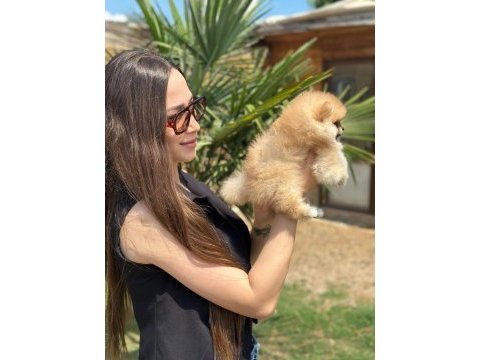 Mini ayıcık surat pomeranian özel üretim
