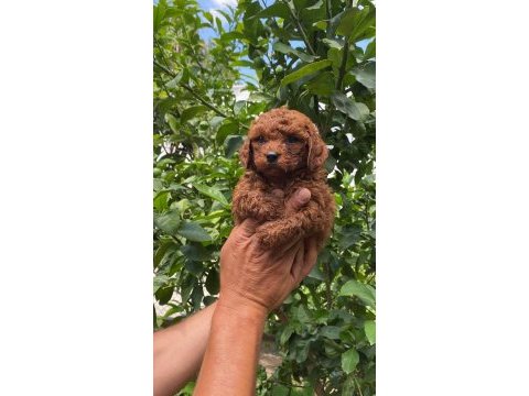 Red brown toy poodle yavrularımız