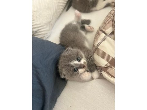 Bicolor ve düz gri orjinal kediler