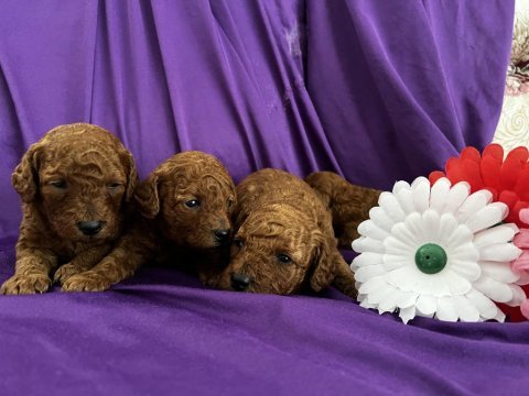 Toy poodle red brown safkan şecereli