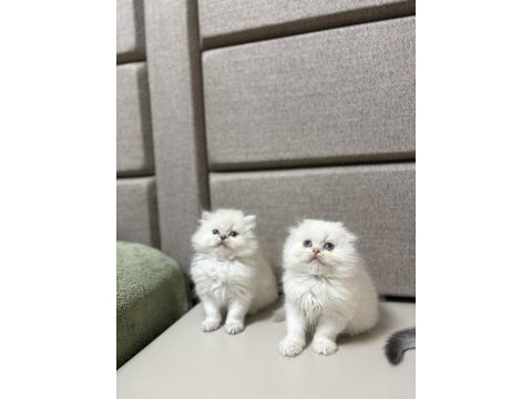 Brıtısh & scottısh yavrularım