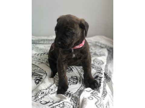 Çok özel renk, uygun ve kaliteli ırk garantili cane corso