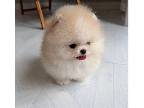 Göz alıcı tüy yapısına sahip pomeranian boo