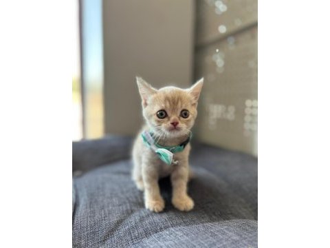 British shorthair 50 günlük yavru