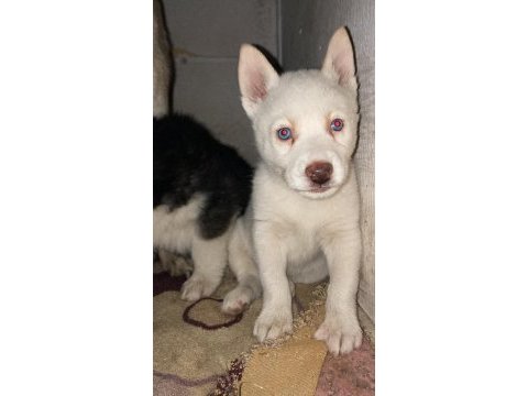 Muhteşem sibirya kurdu (husky) yavrularımız