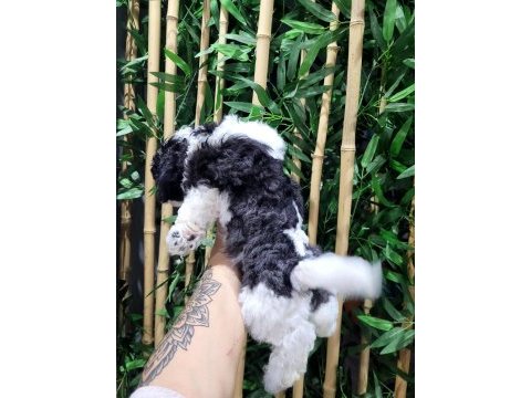 Orjinal maltese terrier bebekler