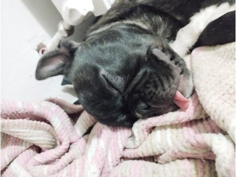 Erkek 2.5 french bulldog