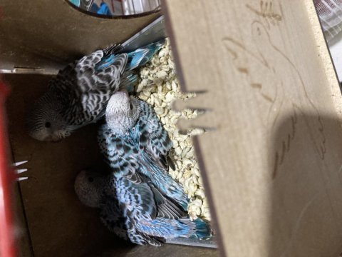 Uygun fiyatlı yavru muhabbet ev üretimi sağlıklı kuşlar