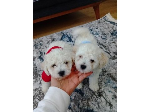 Bichon frise erkek