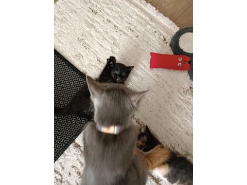 6 haftalık yavru kediler