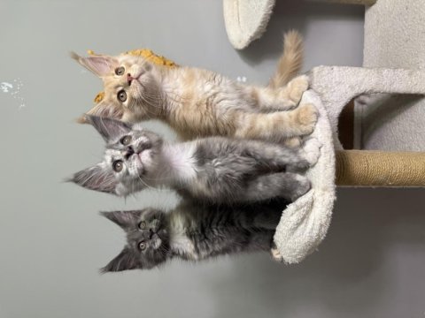 Fark ortada maine coon ayşe arık cattery