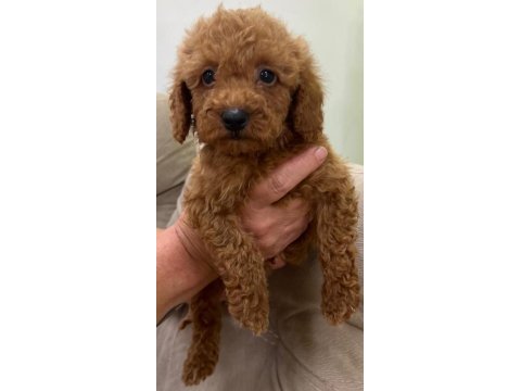 Kaliteli toy poodle yavrular