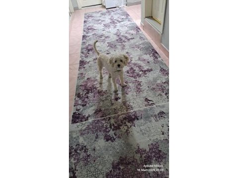 Erkek terrier cins beyaz