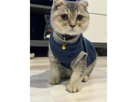 A kalite uysal ve oyuncu scottish fold kedimize sahip