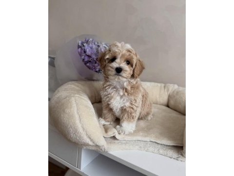 Lokum bebek maltipoo