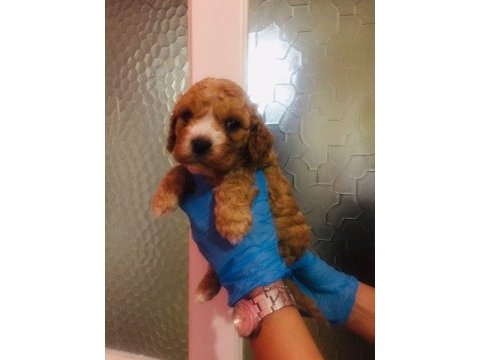 Maltipoo can dostlar ev üretimi
