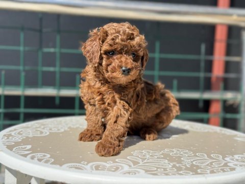Profesyonel ruhsatlı çiftlikden toy poodle yavrular