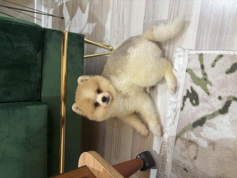 3.5 aylık ayı surat pomeranian boo