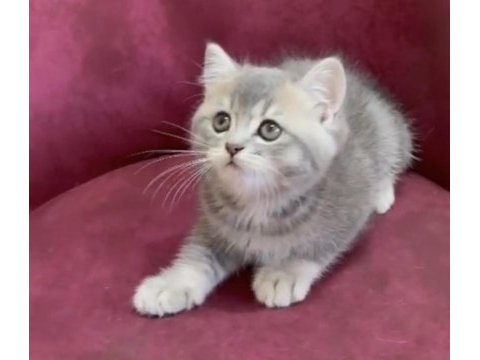 Dev adayı british shorthair erkek