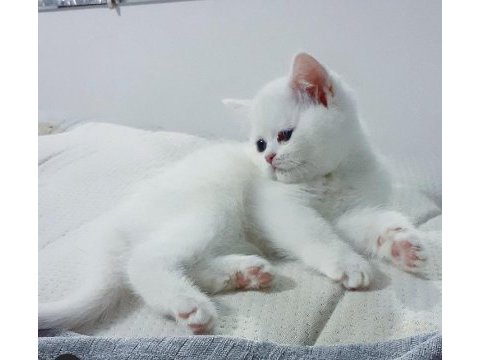 Müthiş safkan british shorthair yavrular