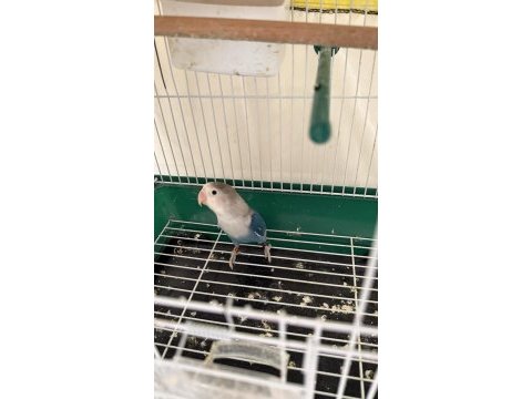 Her renk sevda cennet papağanı kuşlar iri boy