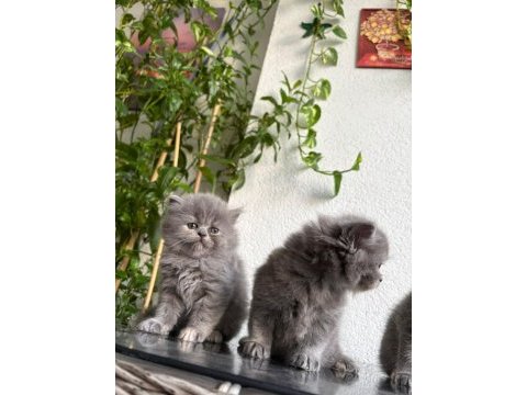 British longhair - british shorthair