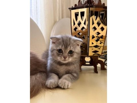 Mama karşılığında sahiplendirilecektir scottish fold