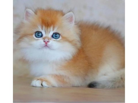 Altın yumağımız ny12 golden british longhair