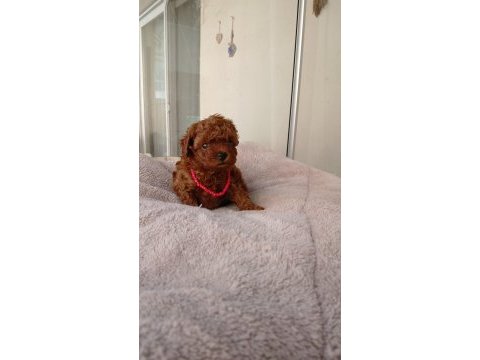 Kore kan red dark ve apricot orjinal poodle yavrular