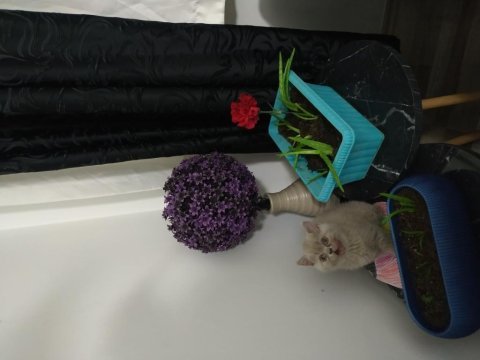 British shorthair 2 aylık