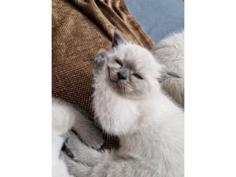 Safkan scottish fold