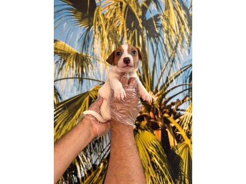 Kısa bacak jack russell